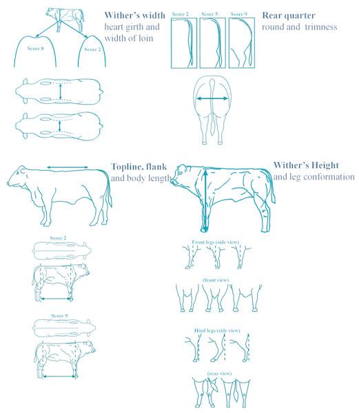 Actual 2D grid used for morphology scoring in beef cattle.