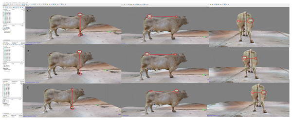 Body measure taken on the 3D-bull model. Sequence of the topline (A), wither’s height (B) and rear trimness (C).