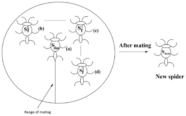 Mating of a dominant male spider in SSODCSC.