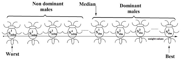 Male spiders on the scale of weight values.