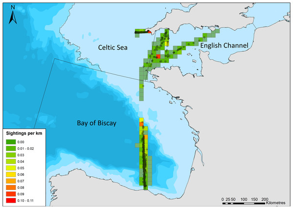 Common dolphin sightings across the study area.