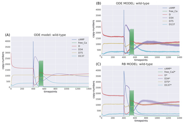 Time-courses of the ODE model for DARPP-32 isoforms triggered by a pulse of cAMP followed by a train of Ca2+ spikes obtained with (A) a deterministic solver, and (B) a  stochastic simulation.