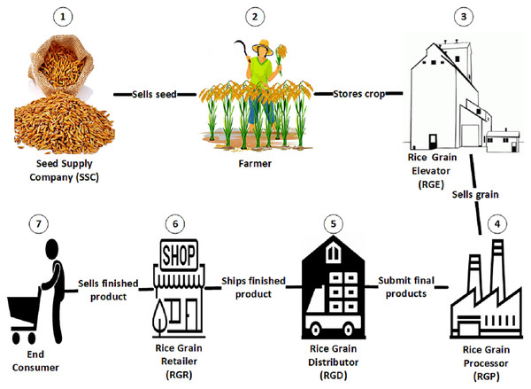 Rice grain supply chain.