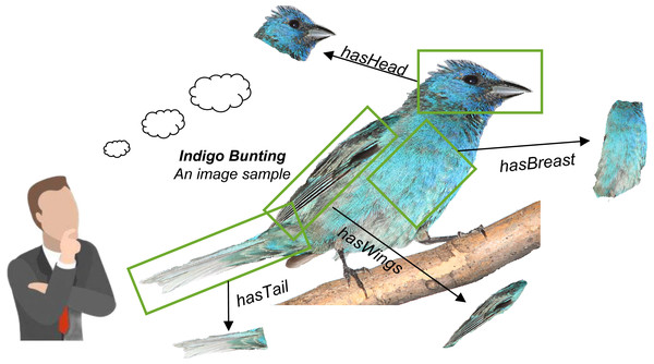 Fine-grained semantics can be extracted from a raw image sample.