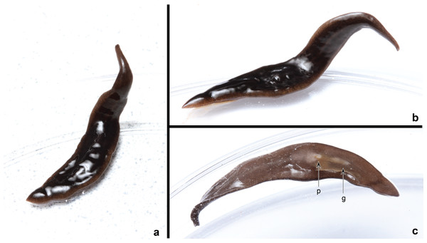 Amaga pseudobama n. sp., living specimen collected in Kingston, North Carolina in July 2020.