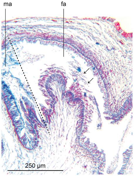 Amaga pseudobama n. sp., female organs, histology.