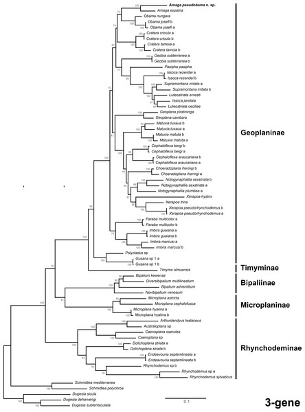 Three-gene phylogenetic tree.