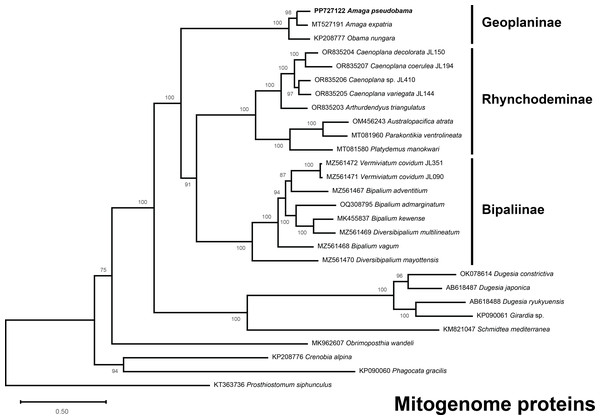 Maximum likelihood phylogenetic tree of concatenated mitochondrial proteins.