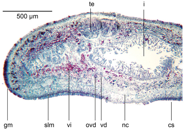 Amaga pseudobama n. sp., prepharyngeal region, histology.