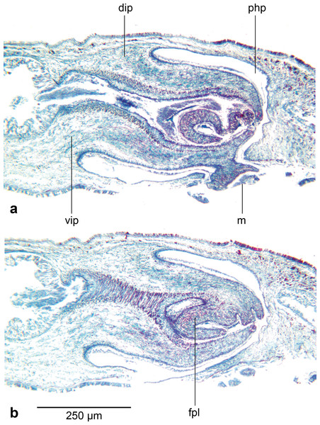 Amaga pseudobama n. sp., pharynx, histology.