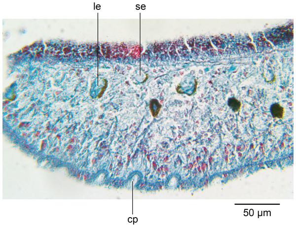 Amaga pseudobama n. sp., anterior region, histology.