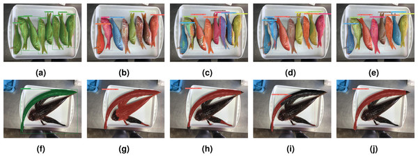 Success and failure cases for segmented and classified specimens.