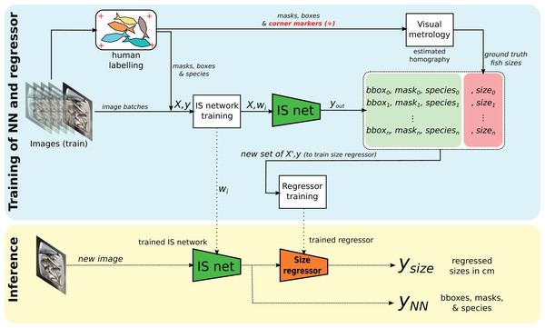 Overview of the proposed method for instance segmentation (IS) and size regression.