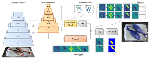 Diagram of the adapted YOLACT network for fish instance segmentation and species classification (IS), used as part of the proposed approach.