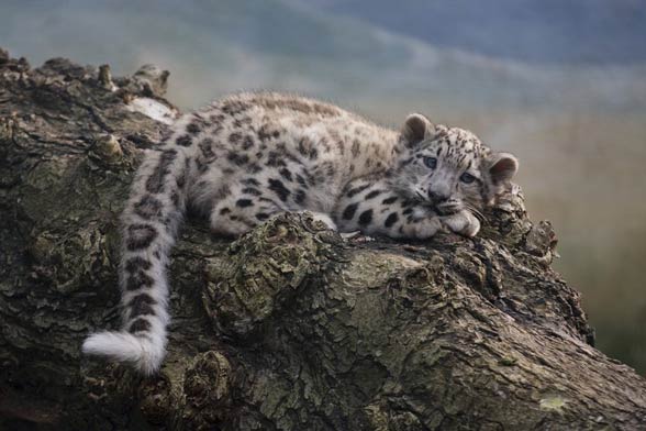 Snow leopard (Panthera uncia)