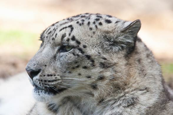 Snow leopard (Panthera uncia)