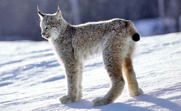 Canada lynx / Canadian lynx (Lynx canadensis)