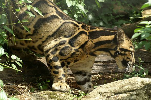 Clouded leopard (Neofelis nebulosa)