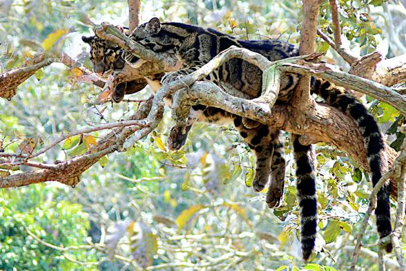 Clouded leopard (Neofelis nebulosa)