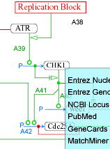 Electronic Molecular Interaction Map of a replication block