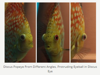 discus pop eye