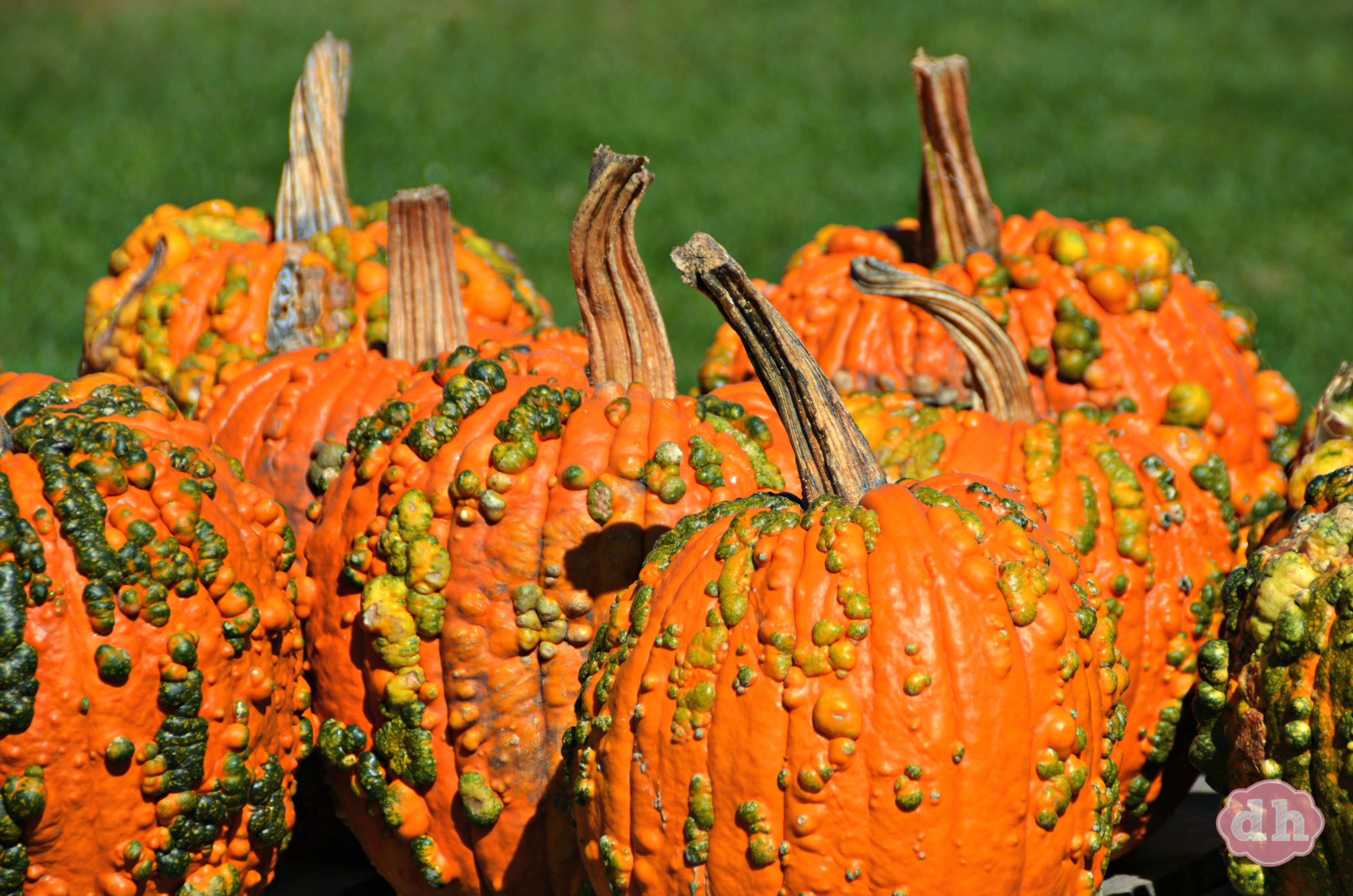 Fall Fun at Enchanted Acres