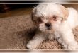 Dog Breeds For Apartment