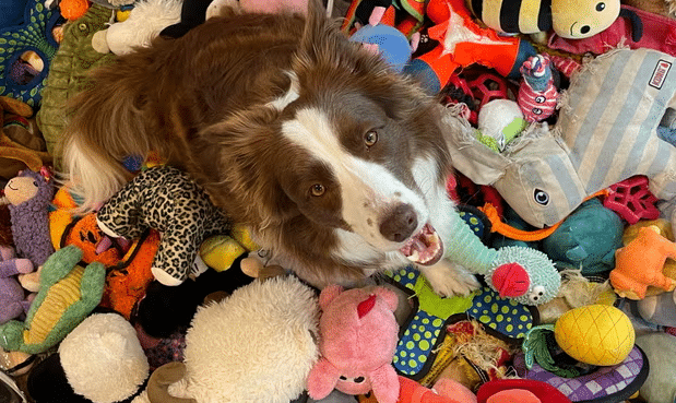 Dogs’ Memory for Toy Names Surprises Researchers: Insights from a New Study