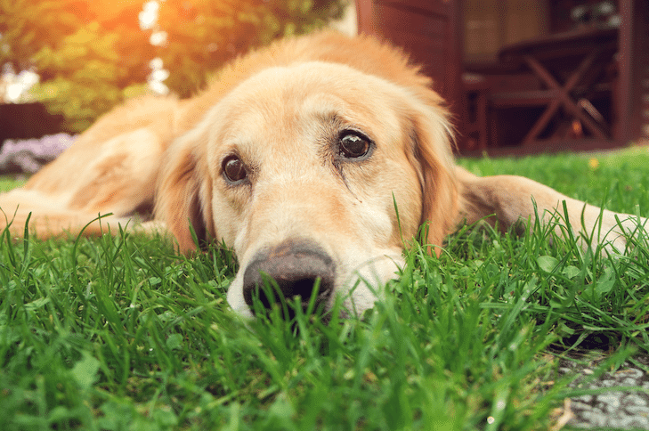 Understand Happy Tail Syndrome in Dogs: When Wagging Turns Painful