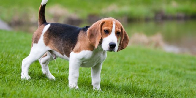 Beagle Color Guide: Choose the Best Coat for Your New Pup