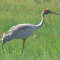 Brolga