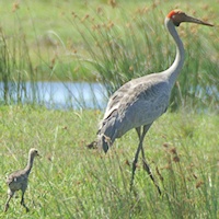 Brolga