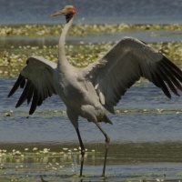 Brolga