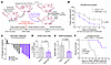 NNC 55-0396 and PPMP potentiate melanoma response to combined BRAF/MEK inhi