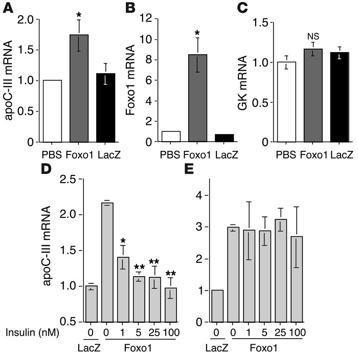 Effects of Foxo1 on hepatic apoC-III expression. Rat primary hepatocytes...