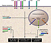 Pattern recognition by the innate immune system.