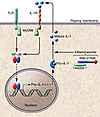 Cross-talk between TLR and NLR pathways.