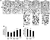 Transplanted aNSCs promote remyelination of demyelinated axons in spinal co