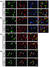 IL-10–aNSCs selectively expand neuron and oligodendrocyte populations in vi