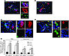 Localization and migration of transplanted aNSCs in the CNS.