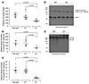 Complement profile in Cfi–/– mice.