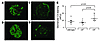 Glomerular C3 staining in 8-month-old Cfi–/– mice.