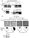 IL-6 induces Notch-3 gene upregulation and Notch-3–dependent MCF-7(S) forma