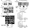 Notch-3/Jagged-1 interplay sustains MCF-7(S) formation and MS self-renewal.