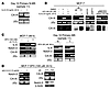 IL-6/Notch-3 cross-talk promotes the upregulation of CA-IX mRNA and protein