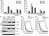 Activation of HCV PAMP–mediated IFN responses by knockdown of UPR-autophagy