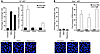 Effect of Atg5 gene knockout in MEFs on chemical inducer–mediated autophagi