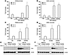 Activation of RIG-I–mediated IFN-β induction by knockdown of signaling mole