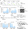 Functional redundancy among RUNX proteins in MLL fusion leukemia.