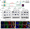 The nuclear export inhibitor selinexor sequestered both mutant NPM1 and PU.